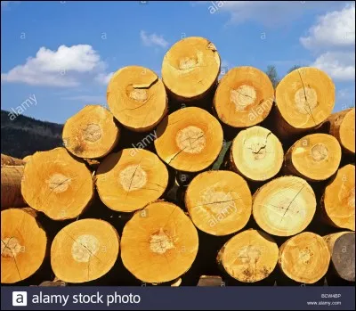 Comment s'appellent les troncs destinés au bois d'oeuvre ?