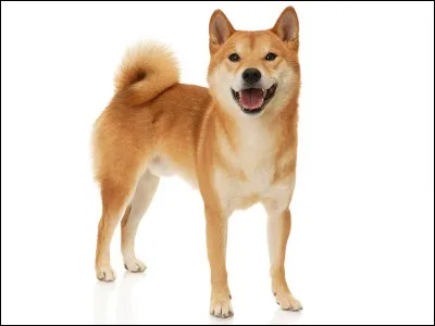 Et plus compliqué encore, cette race de chien est laquelle ?