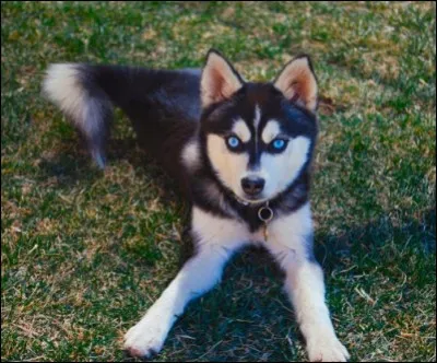 Quelle race de chien est sur la photo ?