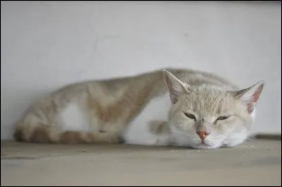 De quelle couleur est le pelage de Pomme de Crépuscule ?