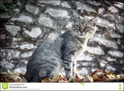 De quelle couleur est le pelage de Pomme de Pin ?