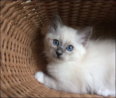 De quelle couleur est le pelage d'Orage du Matin ?