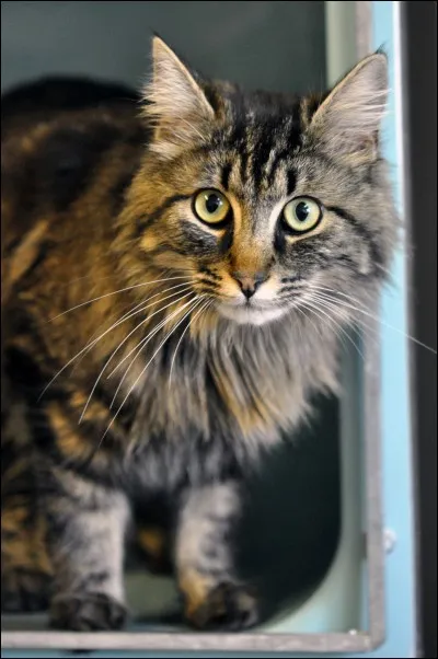 De quelle couleur est le pelage de Germe de Blé ?