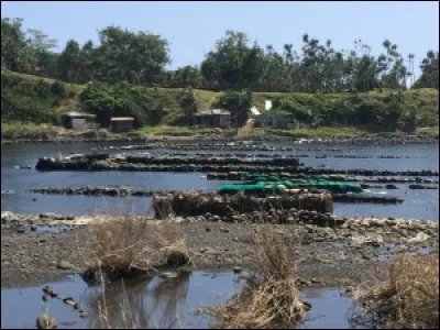 Comment les Réunionnais surnomment-ils les bichiques en créole?