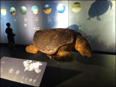 Comment s'appelle l'observatoire des tortues marines à la Réunion?