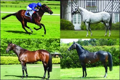 Le haras s'appelle :