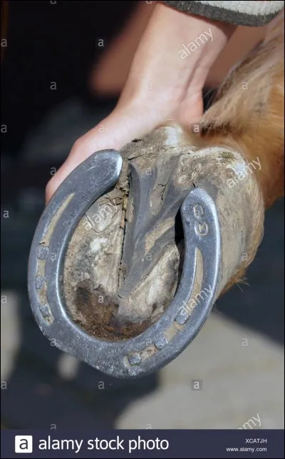 Si vous trouvez la bonne r&eacute;ponse sous le pied d'un cheval, qu'est-ce que cela signifie ?