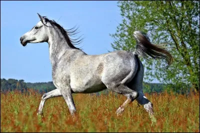 De quelle race est ce cheval ?