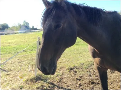 Quelle est la robe de ce cheval ?