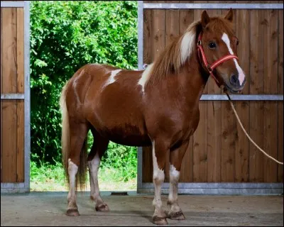 À quelle race appartient ce cheval ?