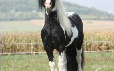 Quiz Galop 1