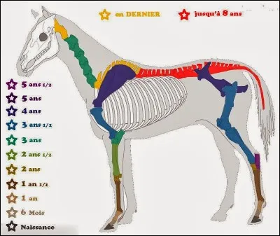 Jusqu'à quel âge le poulain a-t-il terminé sa croissance ?
