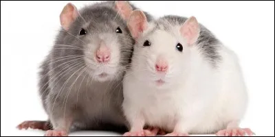 Quel remède est efficace contre les morsures de rat ?
