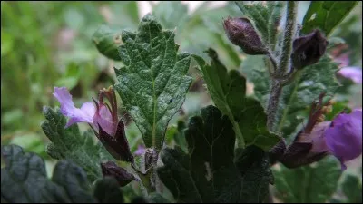 Quels remèdes sont efficaces contre la fièvre ?