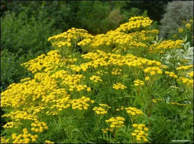 Quelle plante sert à guérir la toux ?