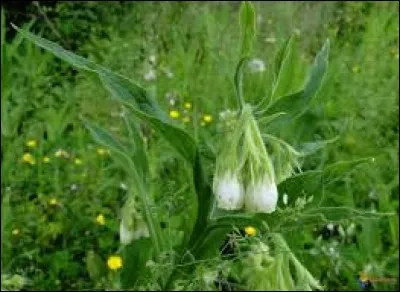 Quelle plante aide à soigner les fractures ?