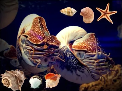 Quel mollusque peut être "de Bourgogne" ou "petit-gris" ?