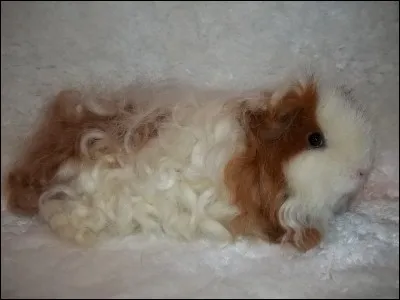 Tasmanie, marsupial, prédateur !