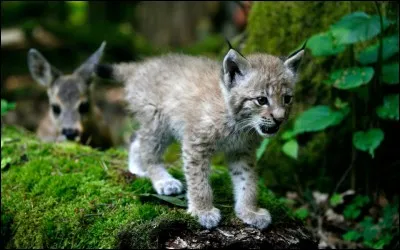 Europe, roux, glands !