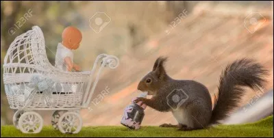 Asie, venin, 5 mètres 50 !