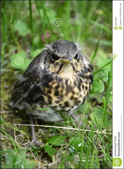 Galapagos, algues, survie !