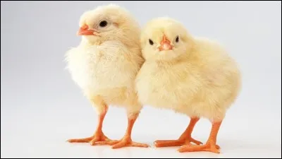 Afrique, tunnels, rongeurs !