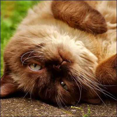 Quel était le mentor de Pelage d'Orage ?