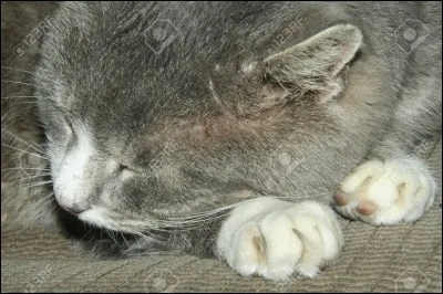 Quel est le membre du Clan de la Rivière qui est mort dans la Tribu de l'Eau Vive ?