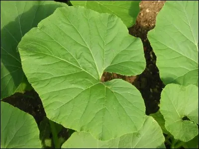 En anglais, l'adjectif "feuillu" se dit leavy.