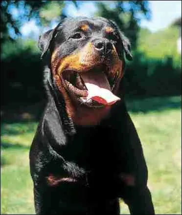 Quelle est cette race ?