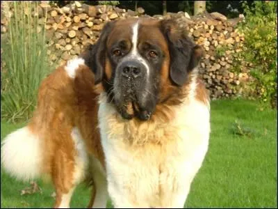 Quelle est cette race ?