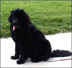 Quelle est cette race ?