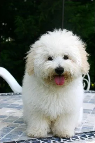 Quelle est cette race ?