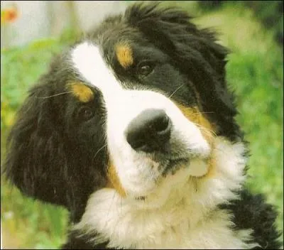 Quelle est cette race ?