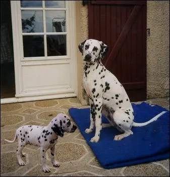 Quelle est cette race ?