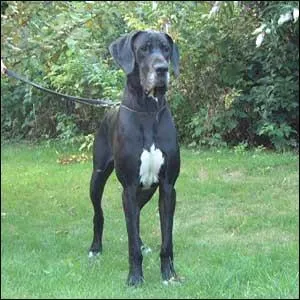 Quelle est cette race ?