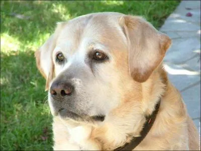 Quelle est cette race ?