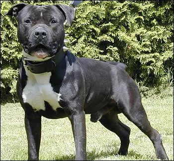 Quelle est cette race ?