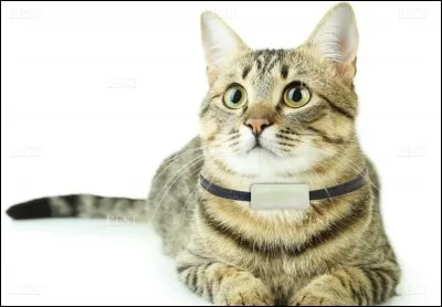 Quel est le guerrier du Clan du Tonnerre ?