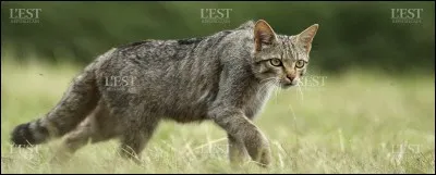 Quelle est la proie la plus chassée du Clan du Tonnerre ?