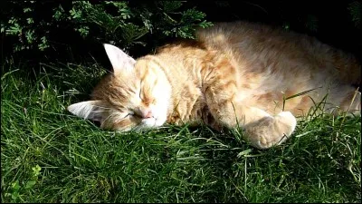 Où dorment les chefs du Clan du Tonnerre ?