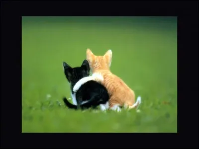 Quel membre du Clan du Tonnerre a sauvé le Clan du Vent ?