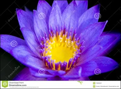 "Le Lotus bleu" est une bande dessinée signée Hergé.