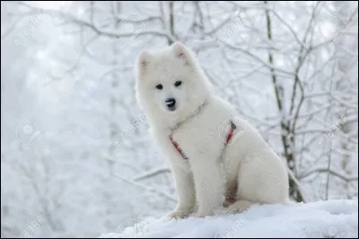 "Croc-blanc" est un roman de l'écrivain américain Jack London.