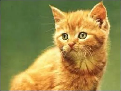 Quel chef a décidé de s'allier avec Étoile du Tigre pour former le clan du Tigre ?