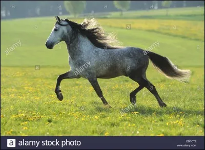 Le mécanisme du trot est...