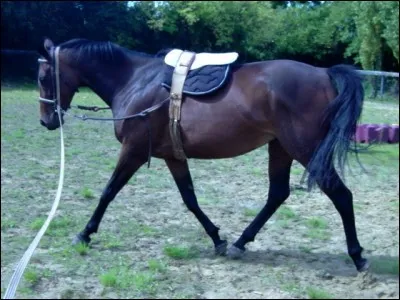 Comment se nomme cette méthode d'attache de la longe ?