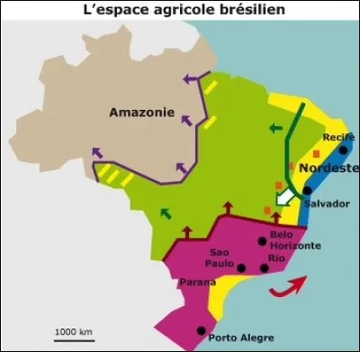 À quoi peuvent correspondre les flèches vertes ?