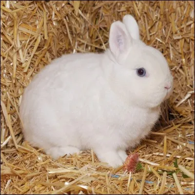 Comment dit-on "lapin" ?
