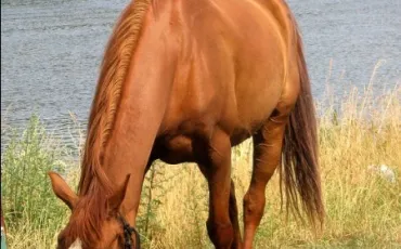 Quiz Galop 1